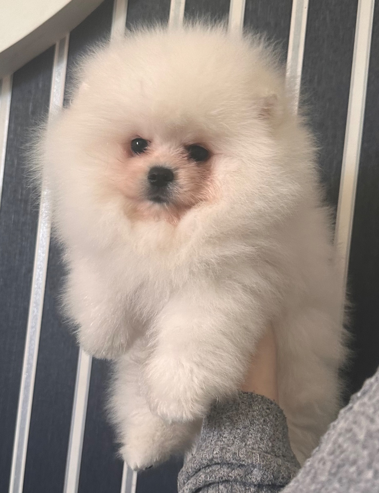 Хлопчик Померанського шпица