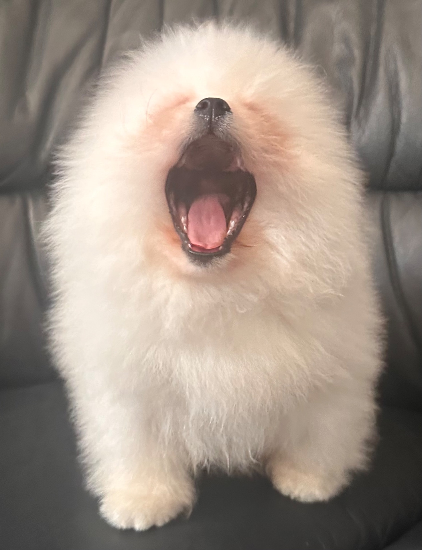 Хлопчик Померанського шпица