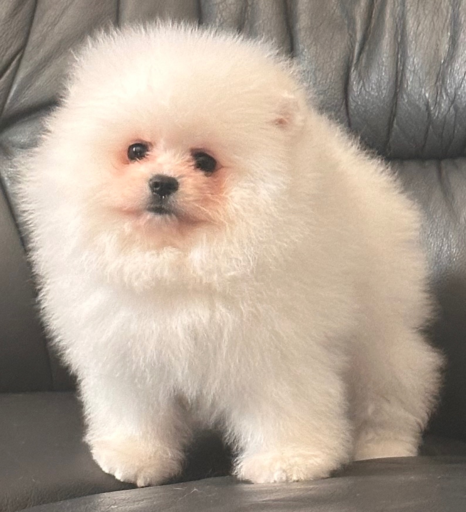 Хлопчик Померанського шпица