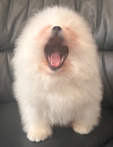 Хлопчик Померанського шпица