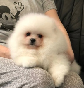 Хлопчик Померанського шпица