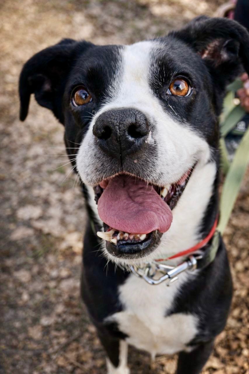 Мікс боксера Булочка