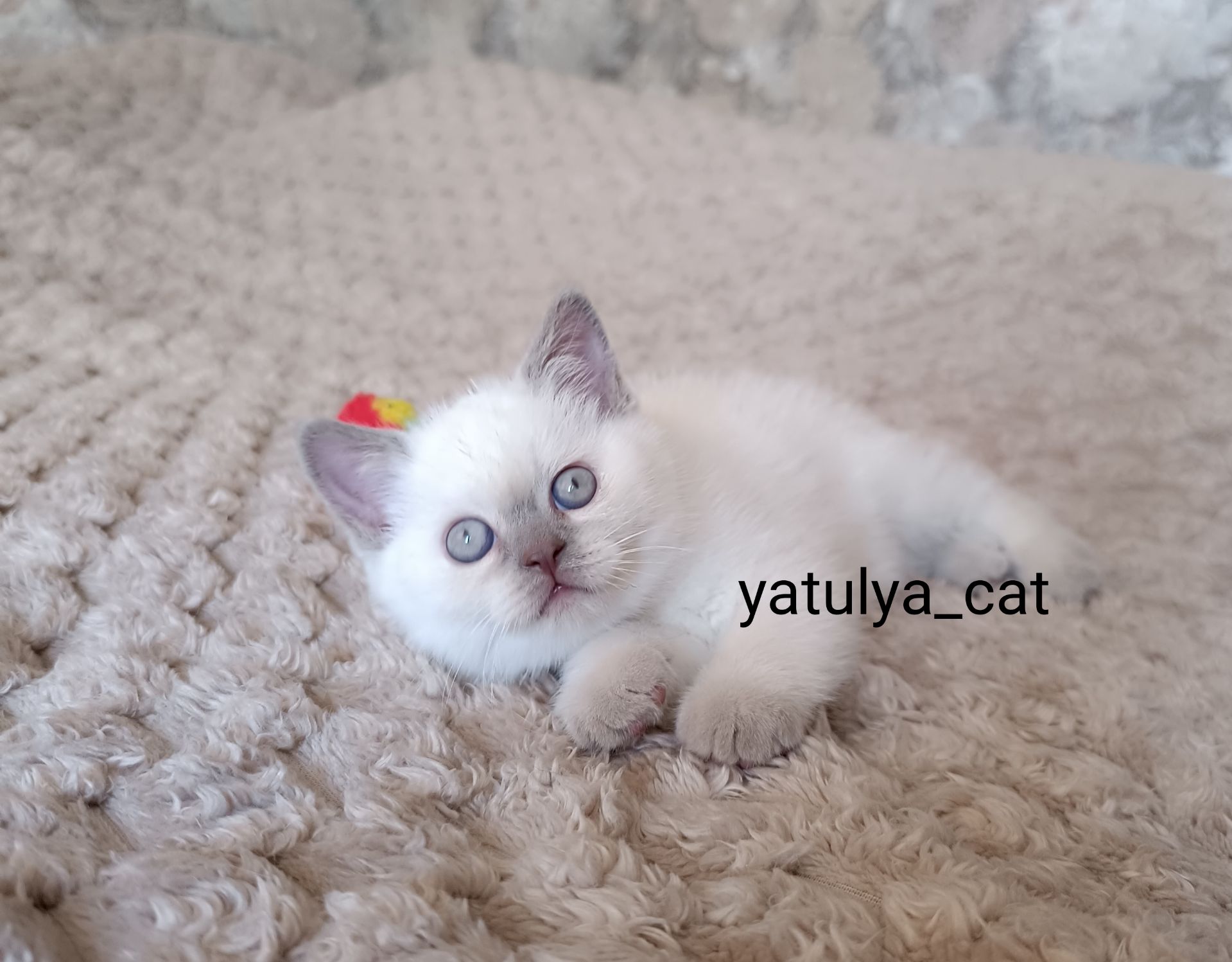 Шотландський блю-пойнт хлопчик