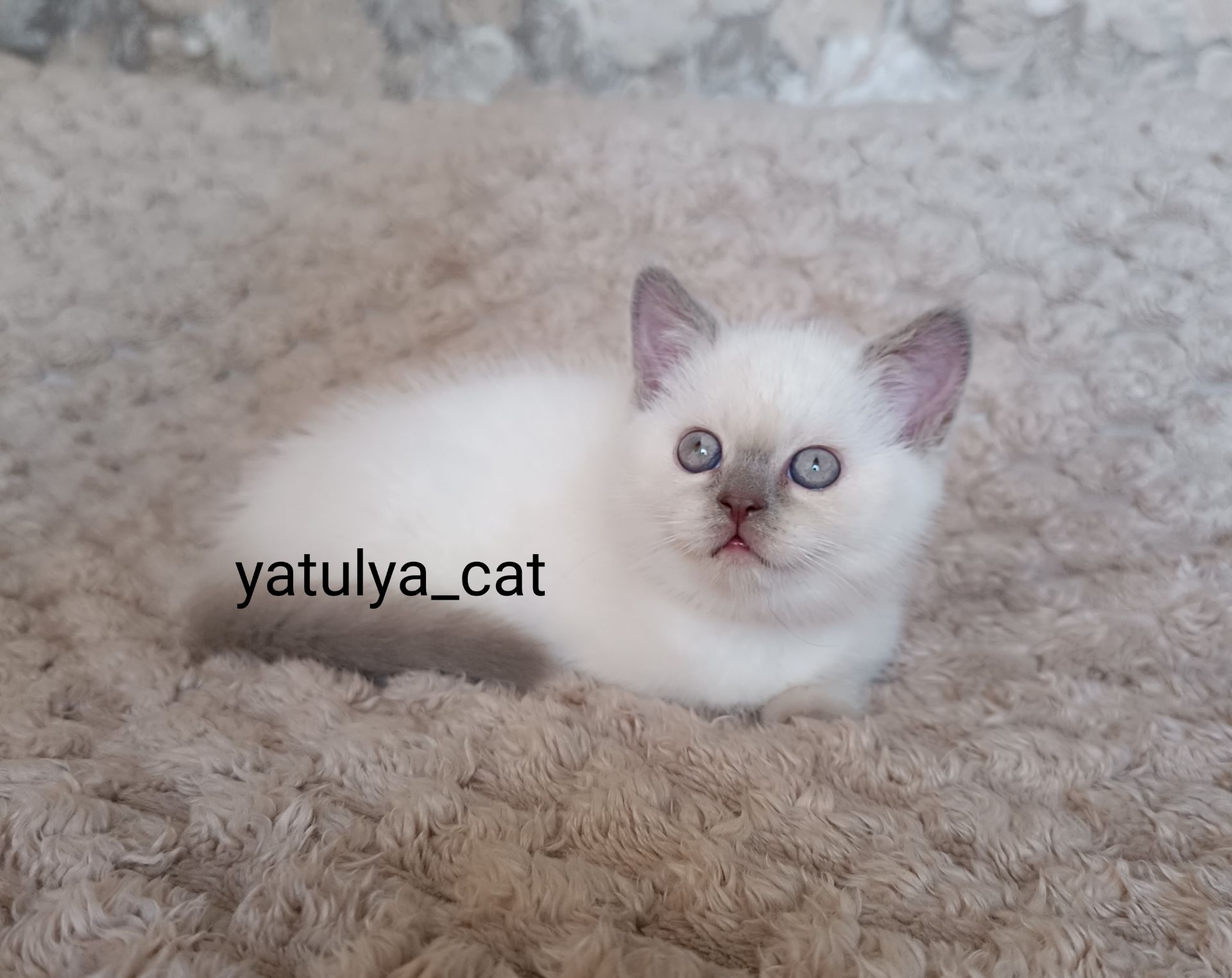 Шотландський блю-пойнт хлопчик