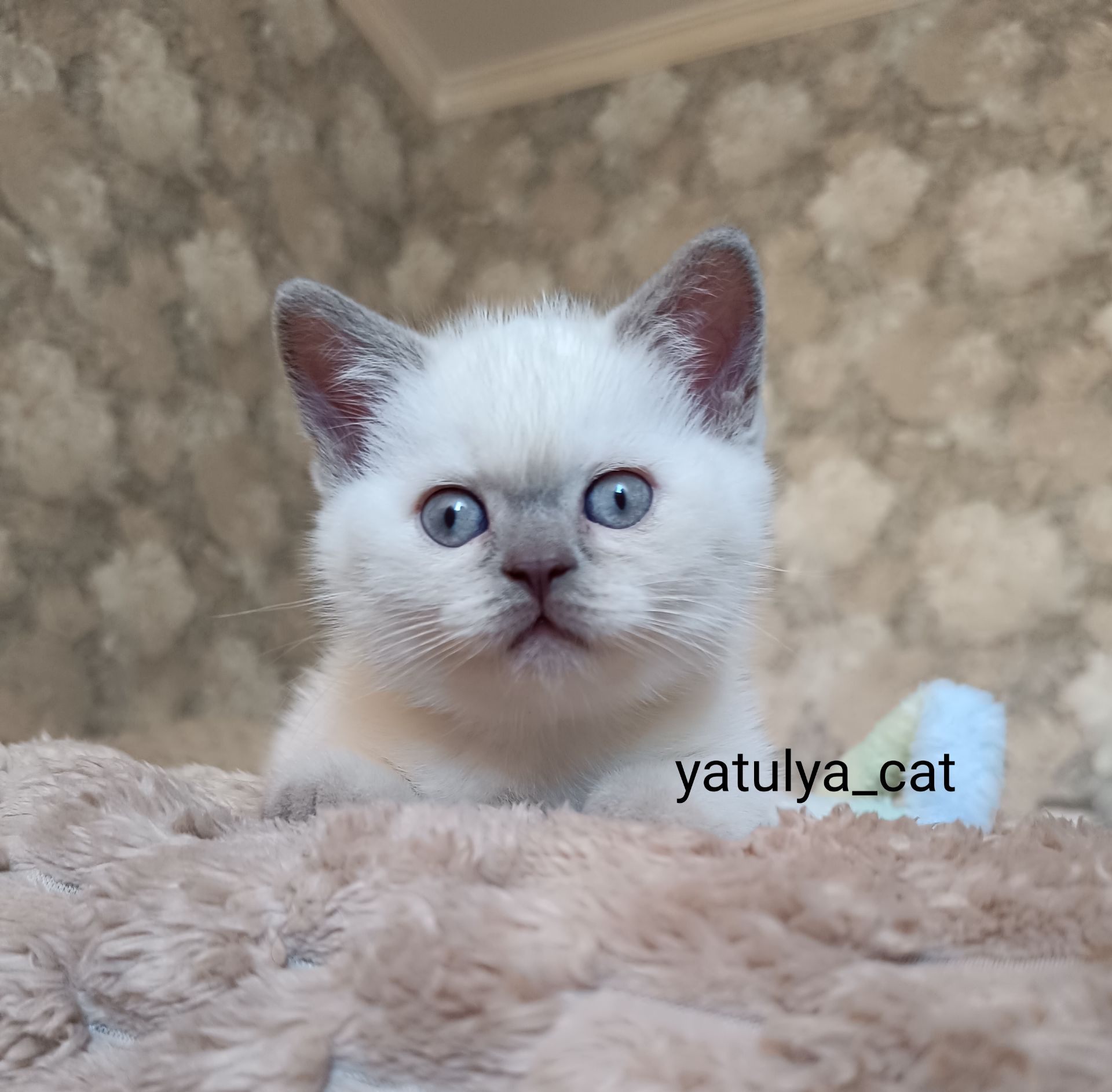 Шотландський блю-пойнт хлопчик