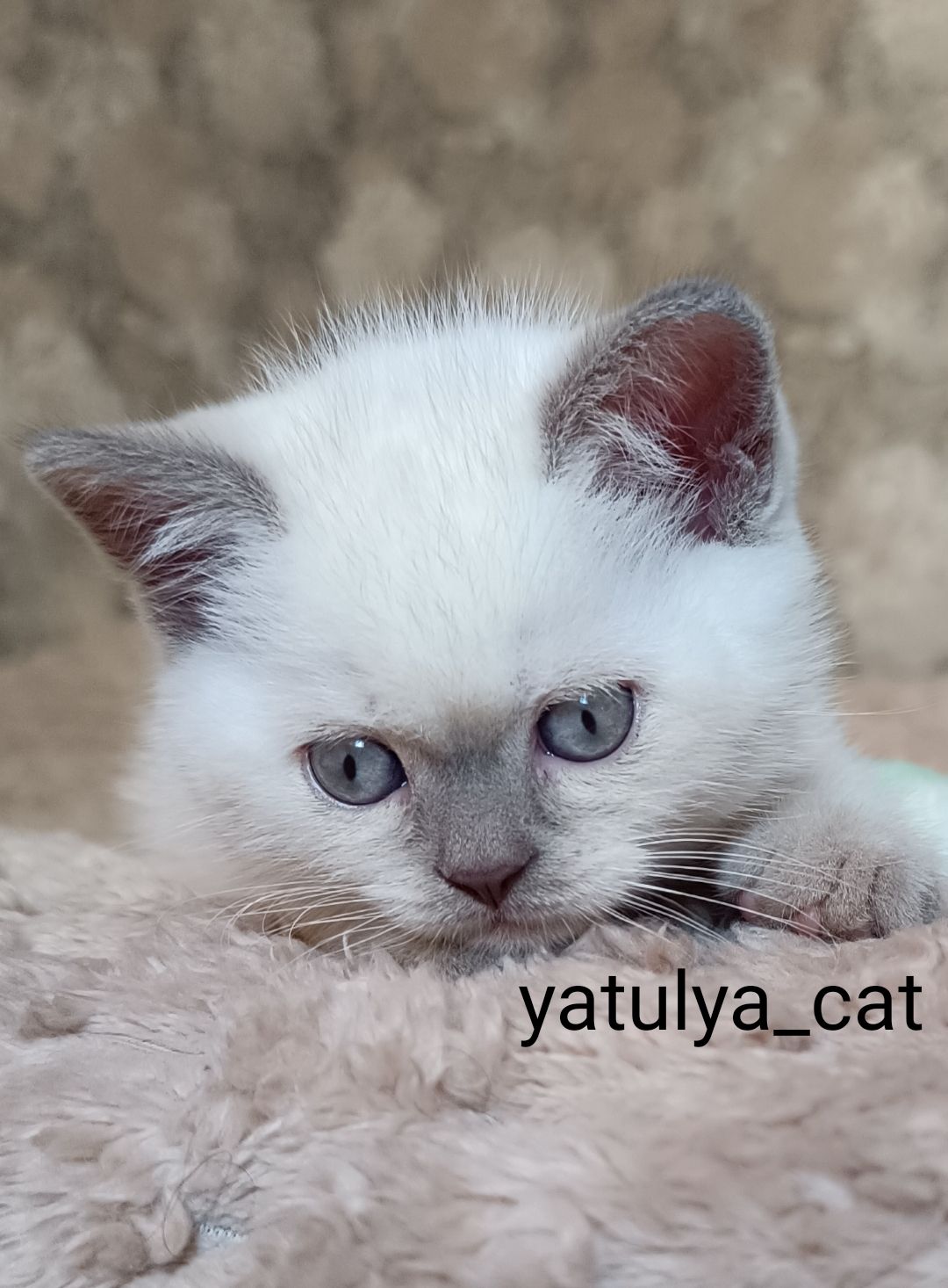 Шотландський блю-пойнт хлопчик