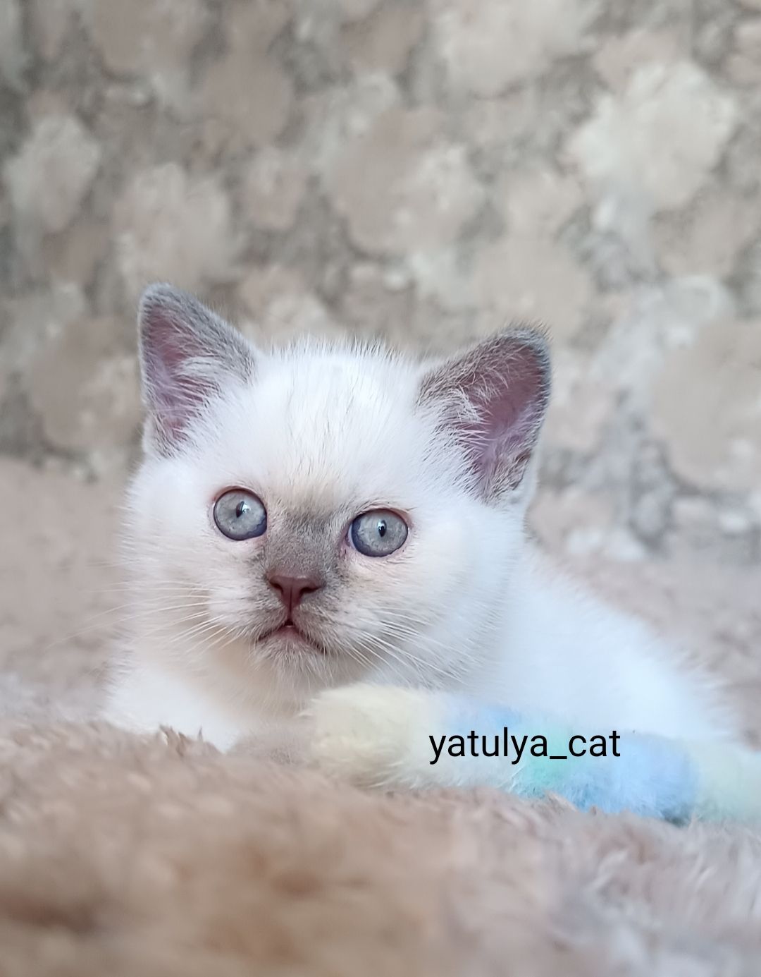 Шотландський блю-пойнт хлопчик