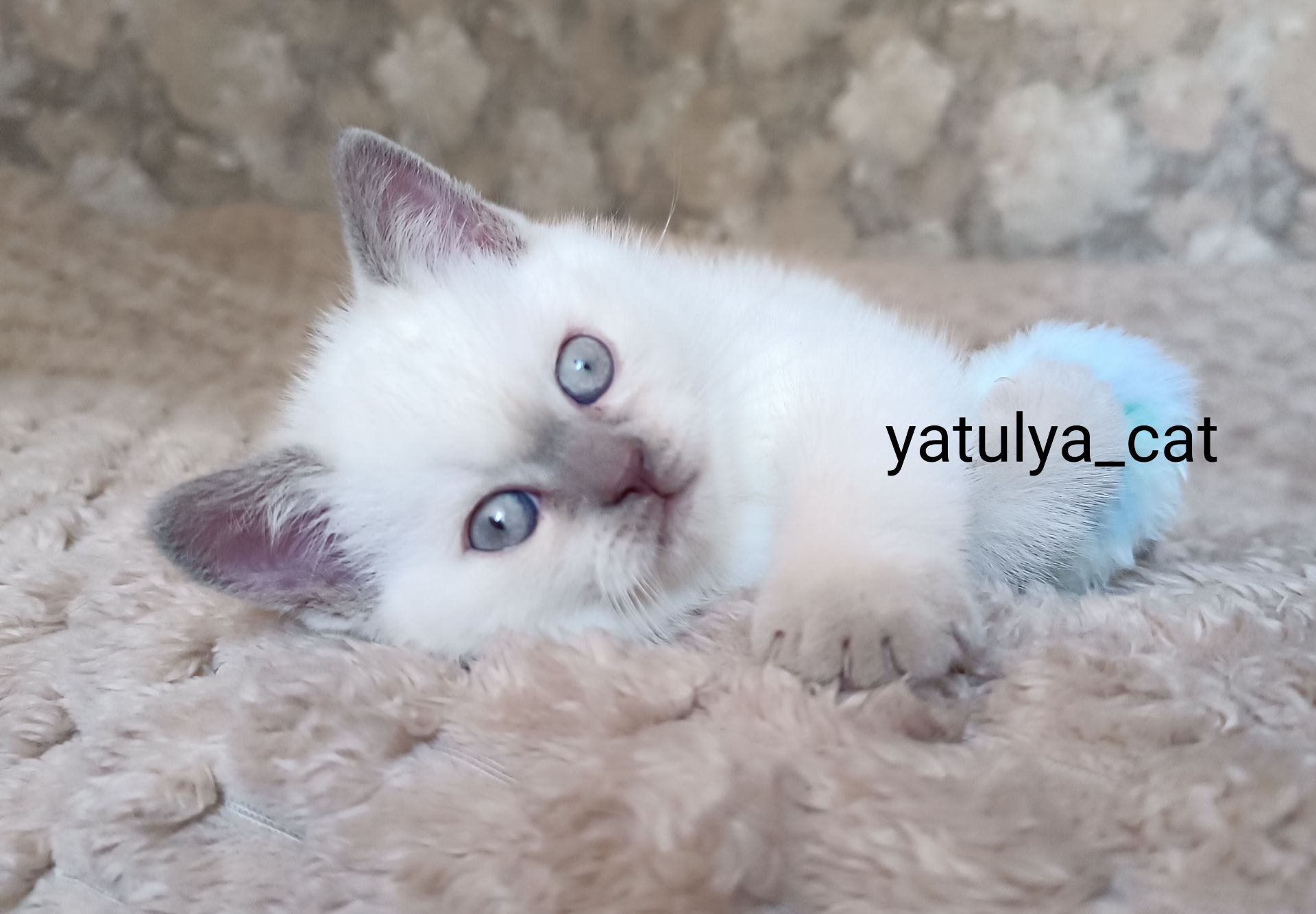 Шотландський блю-пойнт хлопчик