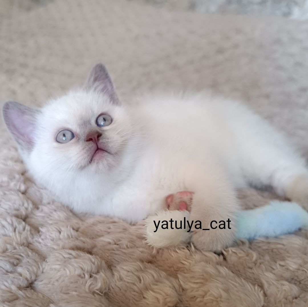 Шотландський блю-пойнт хлопчик