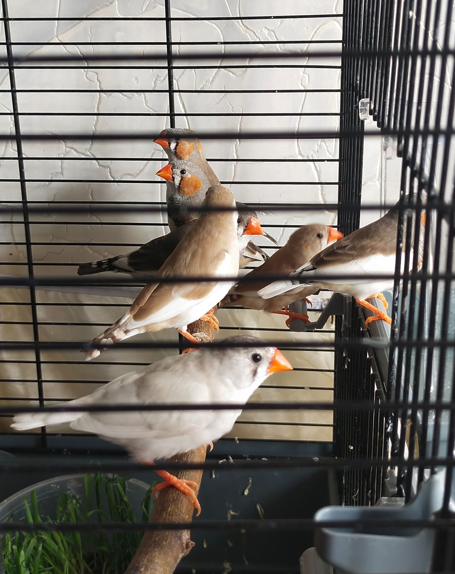 Зебровые амадины