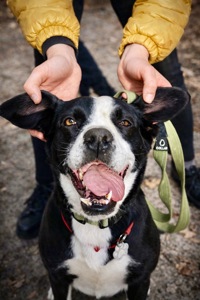 Мікс боксера Булочка