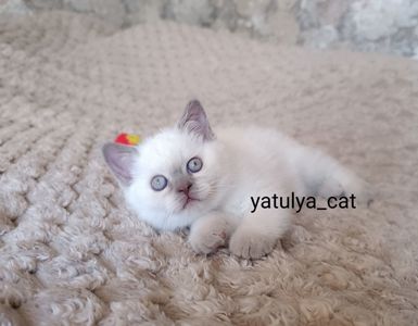 Шотландський блю-пойнт хлопчик