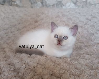 Шотландський блю-пойнт хлопчик