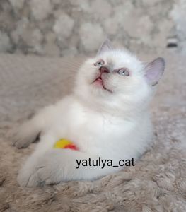 Шотландський блю-пойнт хлопчик