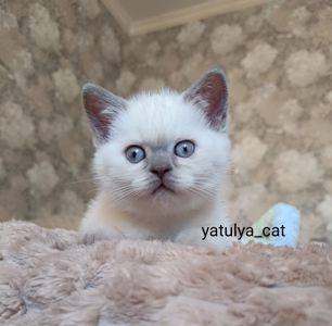 Шотландський блю-пойнт хлопчик