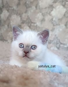 Шотландський блю-пойнт хлопчик