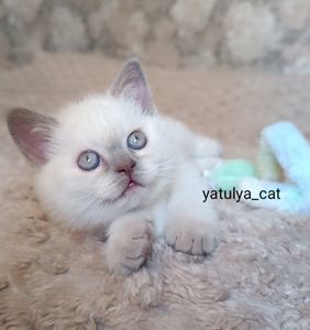 Шотландський блю-пойнт хлопчик