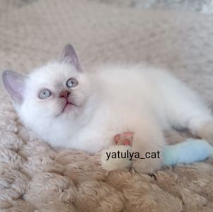 Шотландський блю-пойнт хлопчик