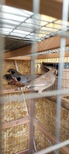 Зебровые амадины