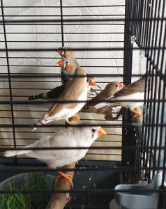 Зебровые амадины