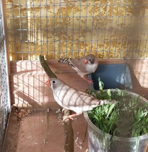 Зебровые амадины