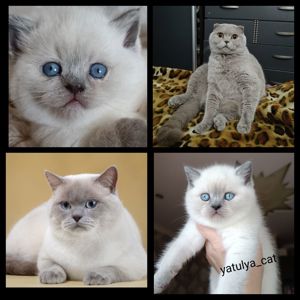 Шотландський блю-пойнт хлопчик