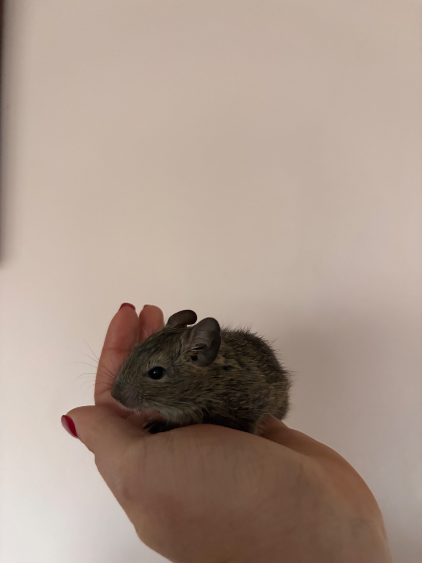 Білки дегу сірі та білі