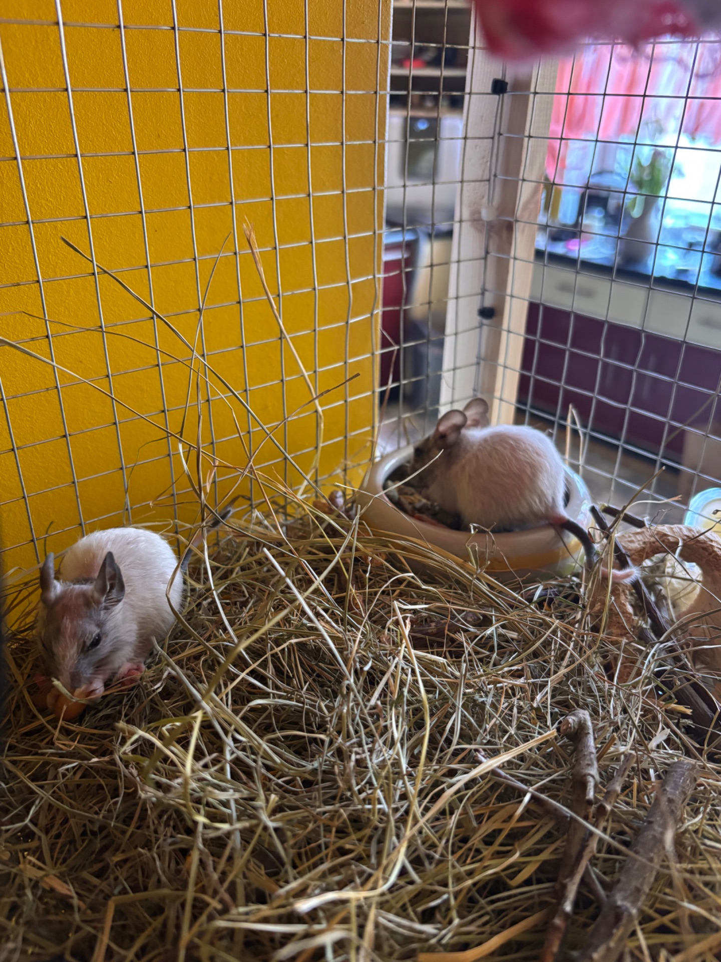 Білки дегу сірі та білі