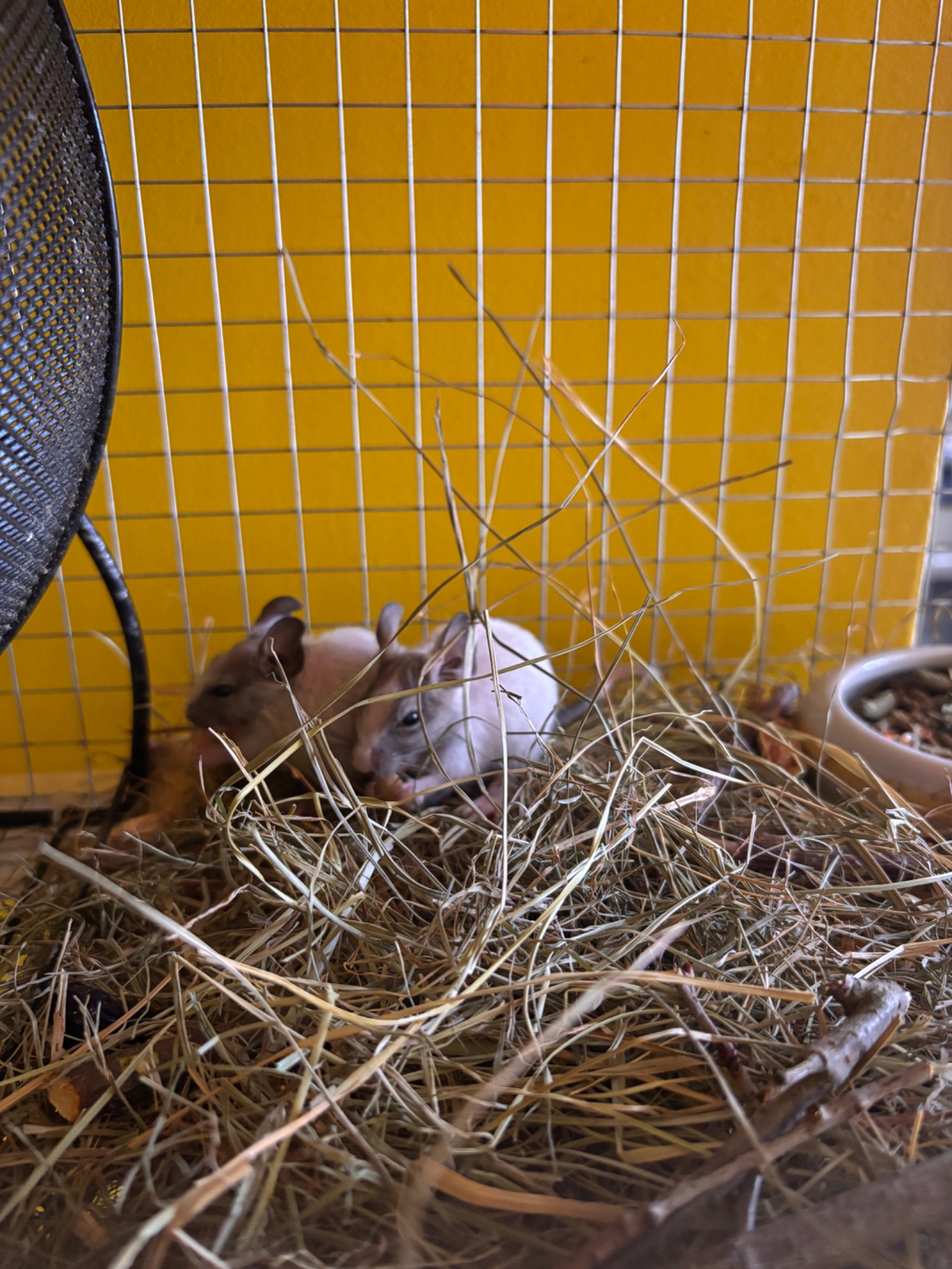 Білки дегу сірі та білі