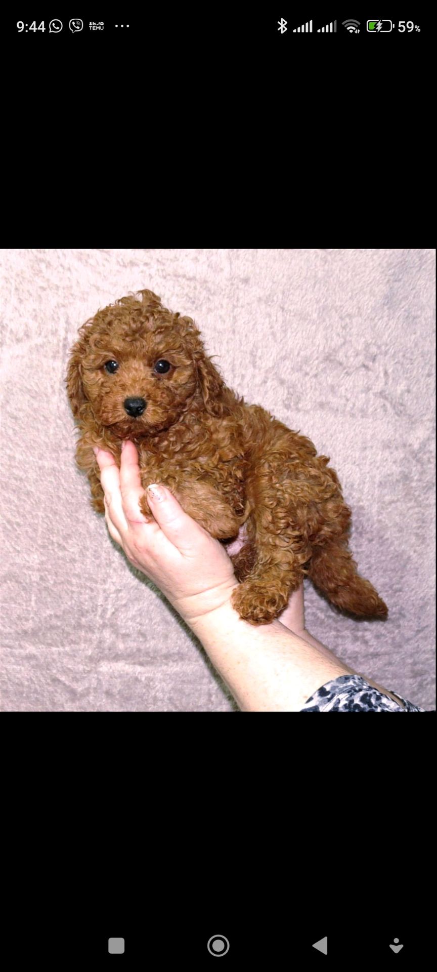 Кращій хлопчик у посліді Той Пудель Ред Браун з документами клубу