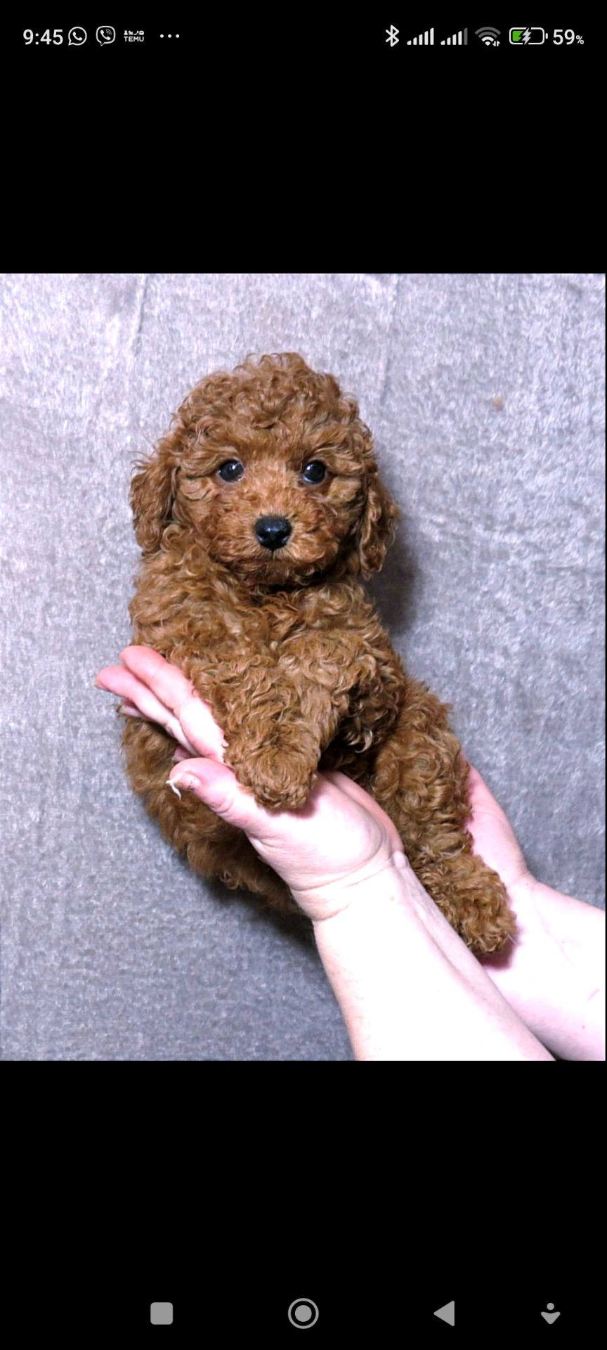 Кращій хлопчик у посліді Той Пудель Ред Браун з документами клубу