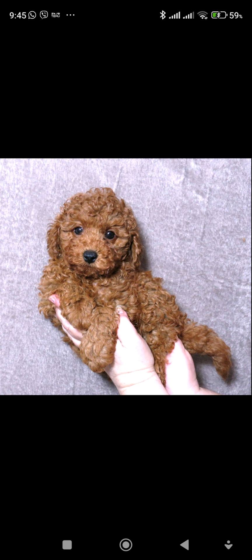 Кращій хлопчик у посліді Той Пудель Ред Браун з документами клубу