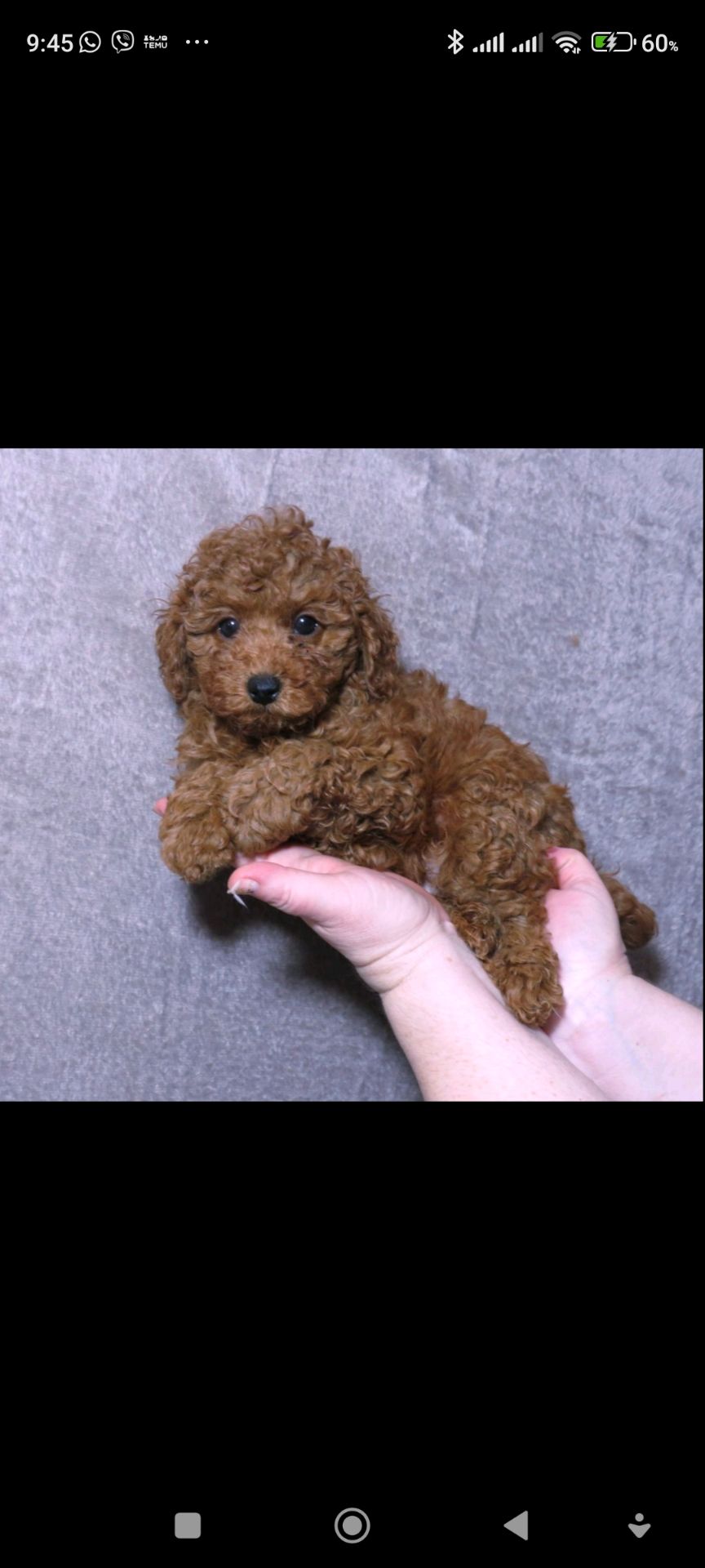 Кращій хлопчик у посліді Той Пудель Ред Браун з документами клубу