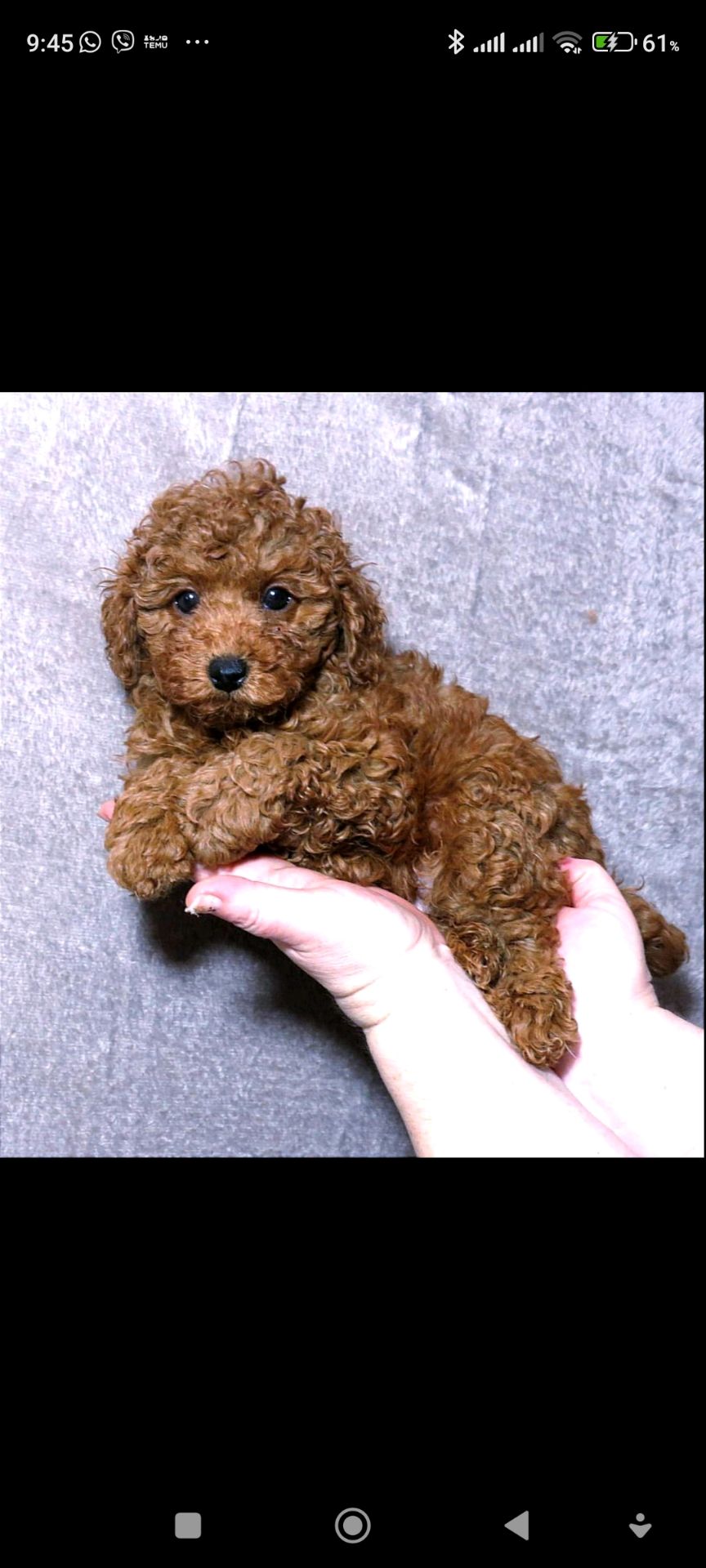 Кращій хлопчик у посліді Той Пудель Ред Браун з документами клубу