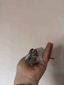 Білки дегу сірі та білі