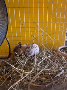 Білки дегу сірі та білі