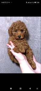 Кращій хлопчик у посліді Той Пудель Ред Браун з документами клубу