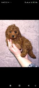 Кращій хлопчик у посліді Той Пудель Ред Браун з документами клубу