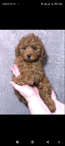 Кращій хлопчик у посліді Той Пудель Ред Браун з документами клубу