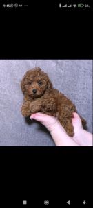 Кращій хлопчик у посліді Той Пудель Ред Браун з документами клубу