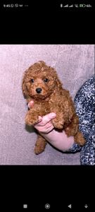 Кращій хлопчик у посліді Той Пудель Ред Браун з документами клубу