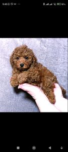 Кращій хлопчик у посліді Той Пудель Ред Браун з документами клубу