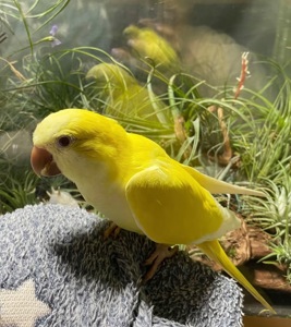 Продам терміново