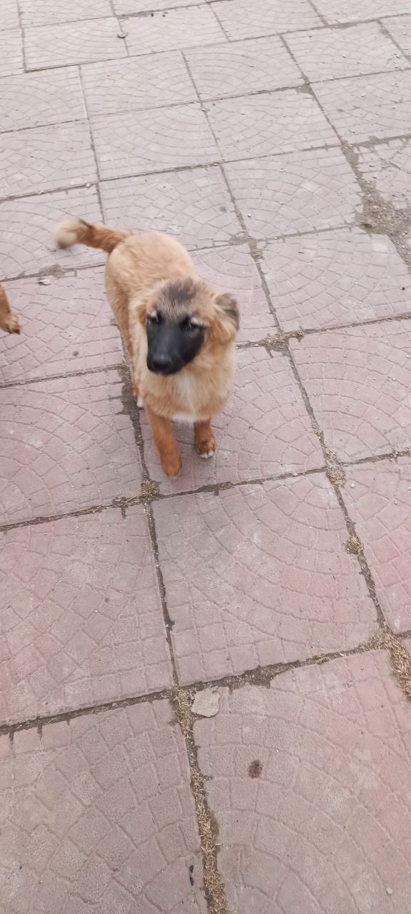 Цуценята у відповідальні руки