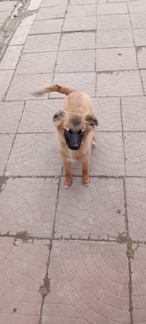 Цуценята у відповідальні руки