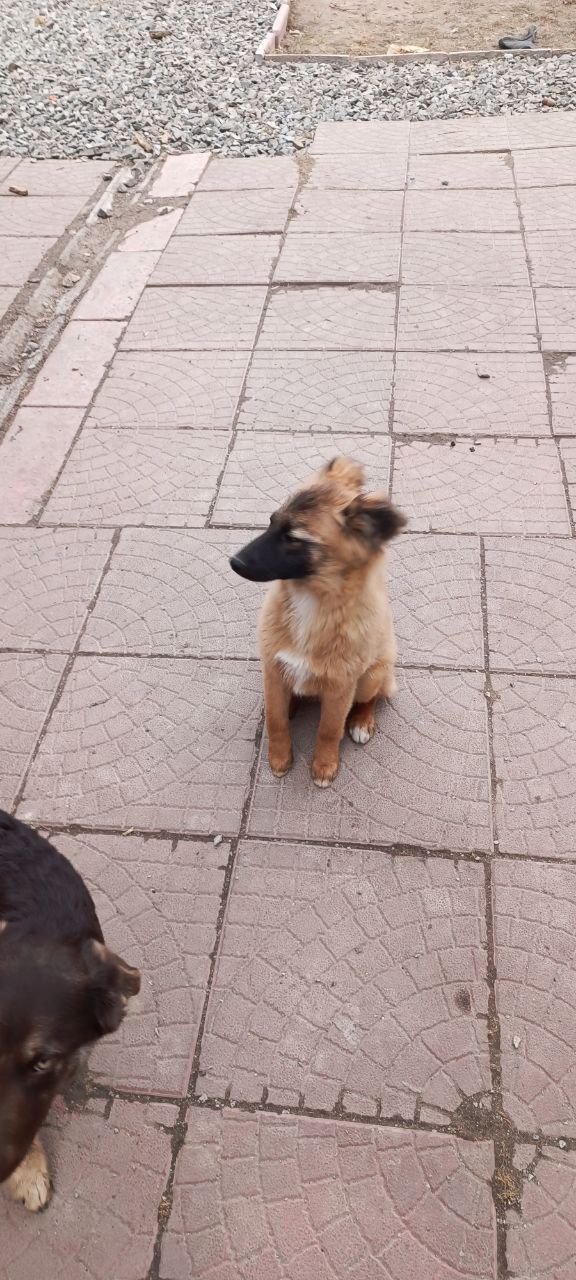 Цуценята у відповідальні руки