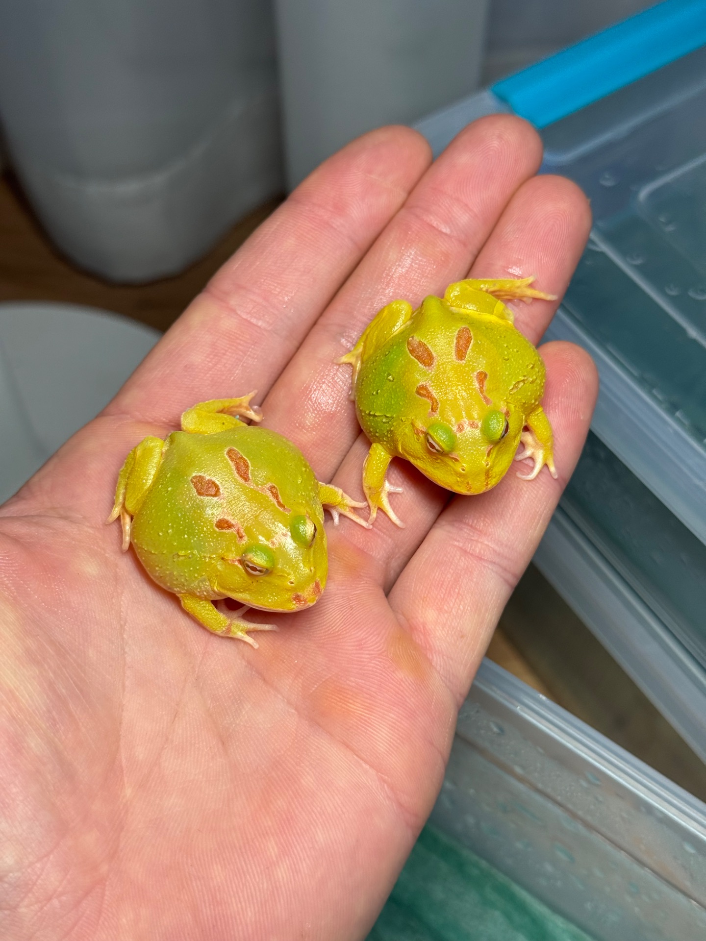 Жаба рогатка