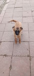 Цуценята у відповідальні руки