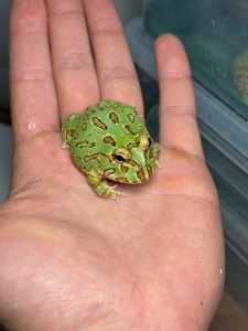 Жаба рогатка