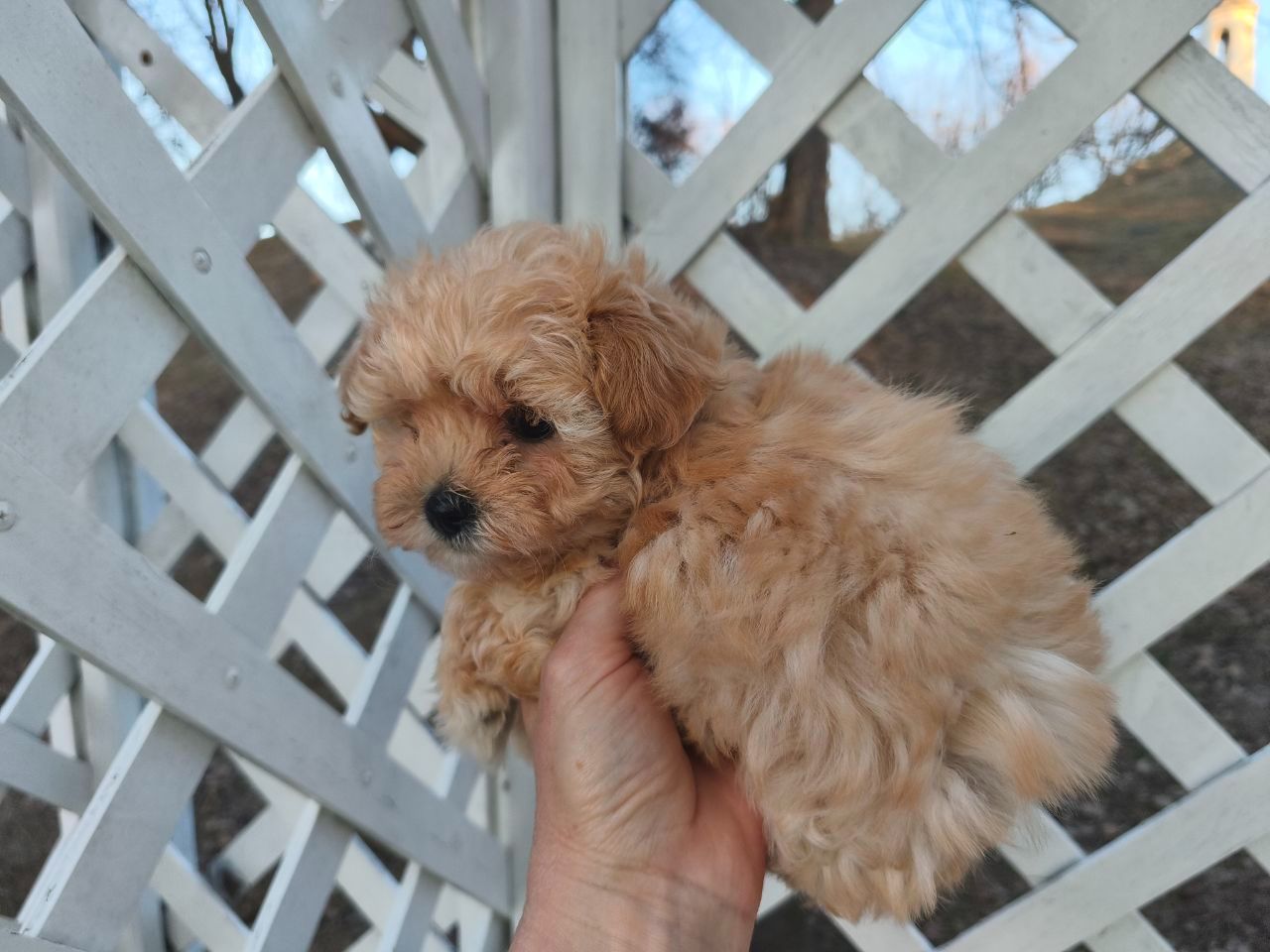 Мальтипу дівчинки f1